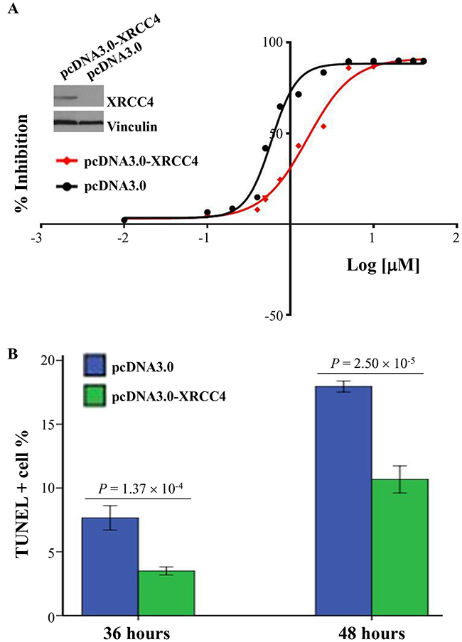 XRCC4 overexpression decreasing the sensitivity of hepatocarcinoma cells SMMC-7721 to doxorubicin treatment in vitro.
