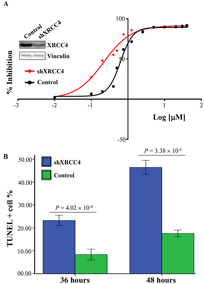 XRCC4 knockdown increasing the sensitivity of hepatocarcinoma cells SMMC-7721 to doxorubicin treatment in vitro.