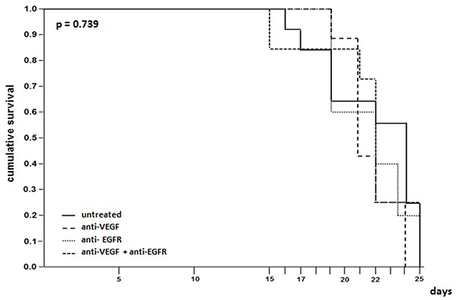 Survival time evaluation of mice injected with LLC cells treated with anti-VEGF and/or anti-EGFR and untreated.