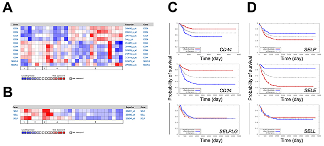 Expression of selectin ligands and selectins in neuroblastoma patients.