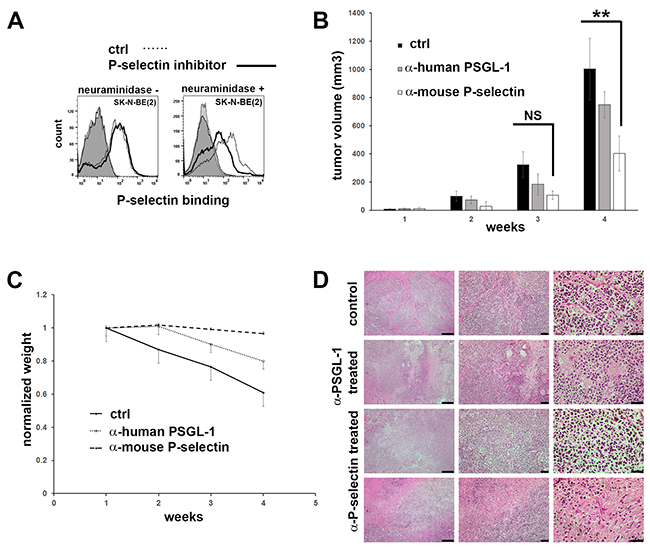 Inhibition of P-selectin binding in vitro in SK-N-BE(2) cells and in vivo in mice.