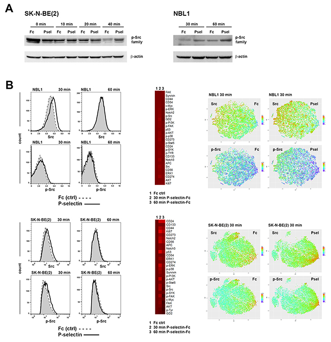 P-selectin binding modulates Src phosphorylation.