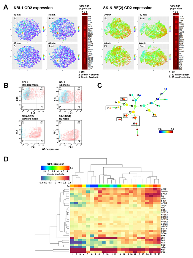 ViSNE and SPADE analysis of P-selectin treated neuroblastoma cells reveals distinct, differentially responding cell populations.