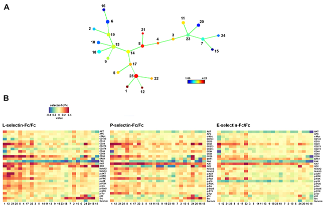 Comparison of SK-N-BE(2) cell response to L-, P- and E-selectin.