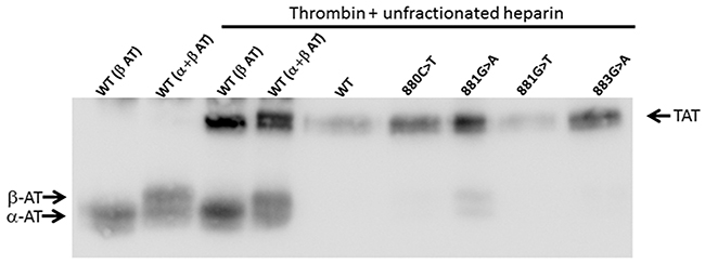 Formation of thrombin-antithrombin complexes by recombinant wild type and variant antithrombins.