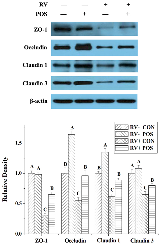 The effect of dietary APOS supplementation and/or RV challenge on the levels of ZO-1, occludin, claudin 1 and claudin 3 in the jejunal mucosa of weaned pigs.