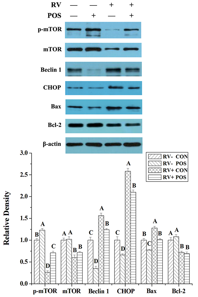 The effect of dietary APOS supplementation and/or RV challenge on the levels of p-mTOR, mTOR, Beclin 1, CHOP, Bax and Bcl-2 in the jejunal mucosa of weaned pigs.