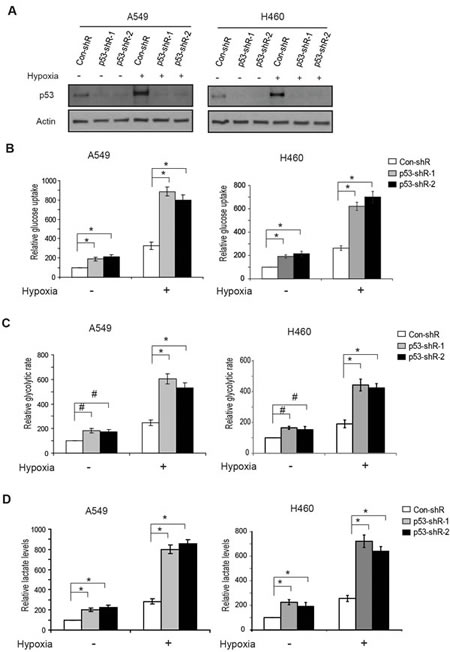 p53 reduces glucose uptake, the glycolytic rate and lactate production in human lung cancer cells under hypoxic conditions.