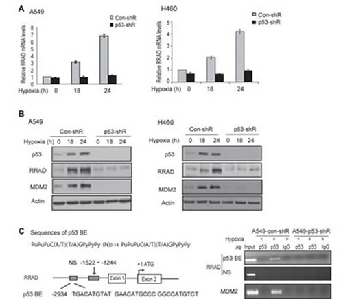 p53 induces RRAD expression under hypoxic conditions.