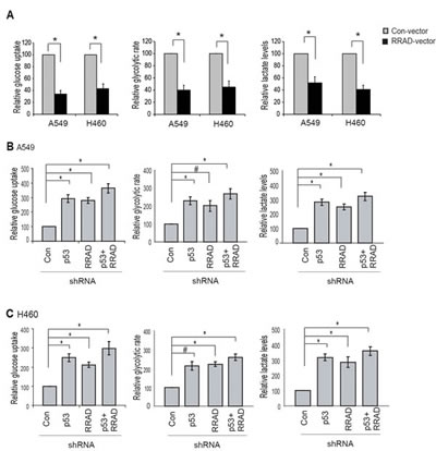 RRAD mediates p53&#x2019;s function in negative regulation of glycolysis under hypoxic conditions.