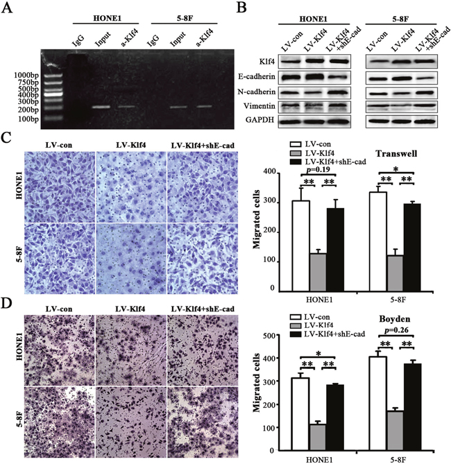 Klf4 suppressed EMT-like cellular marker alterations and decreased migration and invasion of NPC cells through inducing E-cadherin expression.