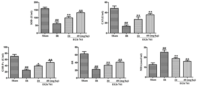 EGb 761 enhanced the antioxidant enzymes activities.