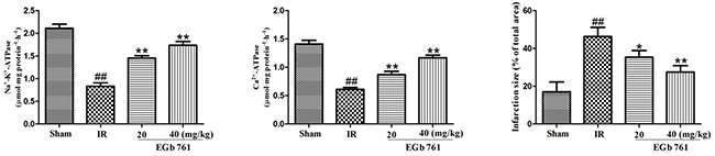 EGb 761 increased Na&#x002B;&#x2013;K&#x002B;&#x2013;ATPase and Ca2&#x002B;&#x2013;ATPase activities and percentage of infarct size.