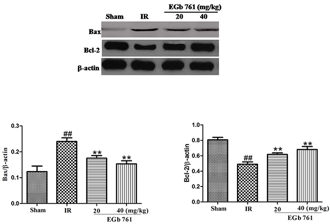 EGb 761 decreased Bax and increased Bcl-2 expressions.