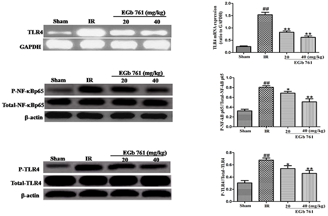 EGb 761 inhibited TLR-4/NF-&#x03BA;B-mediated inflammatory signalings in the myocardium tissue.