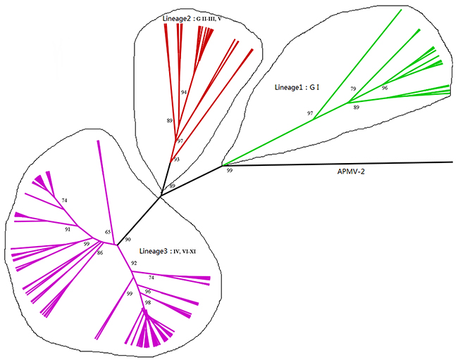 Phylogenetic tree of NP gene constructed by the ML method.