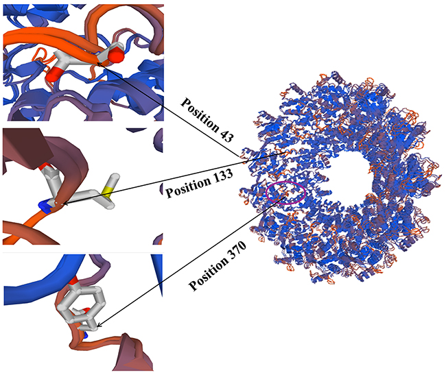 Positively selectied sites on the tertiary structure of NP protein.