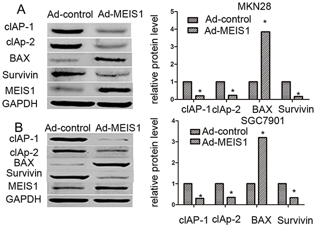 MEIS1 reduces the protein level of pro-survival and enhances the expression of pro-apoptosis regulator.