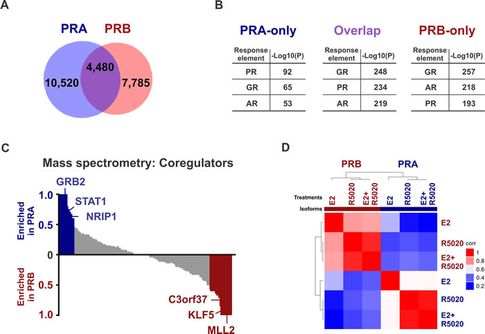 PRA and PRB have isoform-specific cistromes, interactomes, transcriptomes and phenotypic outcomes.