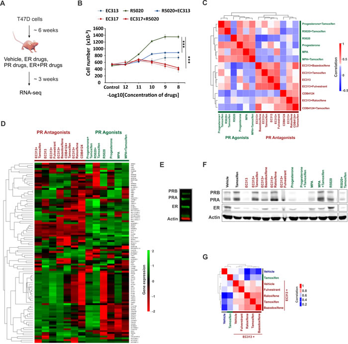 Differential transcriptomes in xenografts treated with various PR agonists and antagonists.