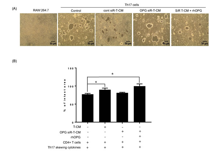 Th17 cells induce osteoclastogenesis in the absence of RANKL stimulation.