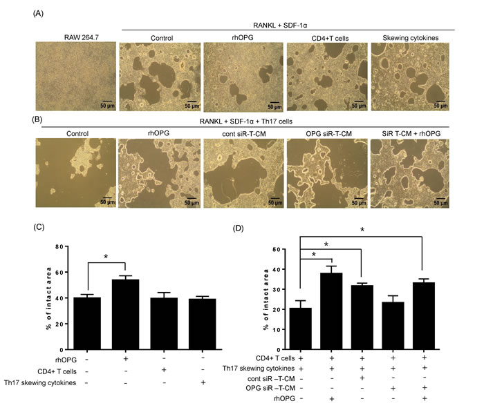 Th17 cells enhance osteoclast activity in the presence of RANKL stimulation.