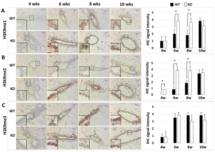 Detection of H3K9me1 (Panel A), H3K9me2 (Panel B), and H3K9me3 (Panel C) by IHC in the mammary glands of WT and