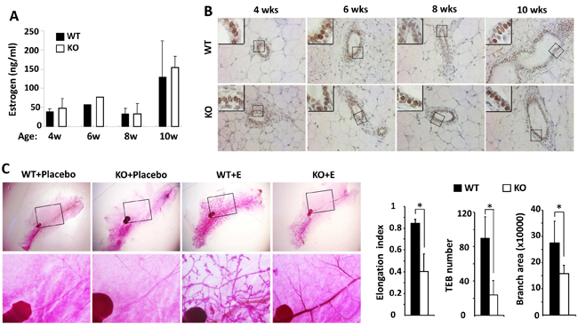 Estrogen replacement does not rescue the retarded mammary gland ductal growth in the female