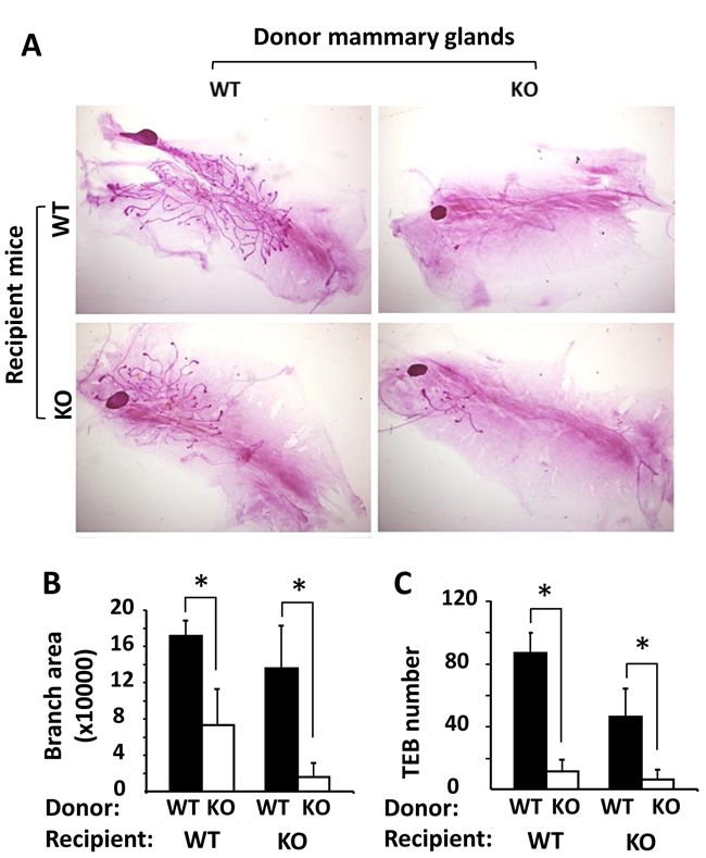 Mammary gland transplantation assay.