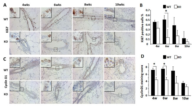 Analysis of the epithelial cell proliferation and cyclin D1 expression by IHC in the WT and