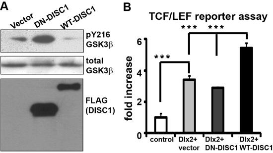 Impact of DN-DISC1 expression on the Wnt signaling.