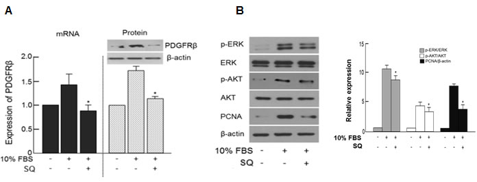 Effect of miR-9 inducing small molecule on PDGFR&#x3b2; and its downstream signaling.