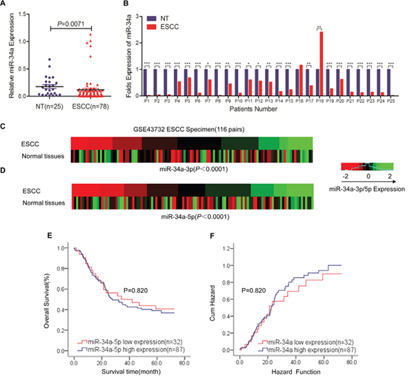 MiR-34a is aberrantly downregulated in ESCC tissues and is correlated with disease progression.