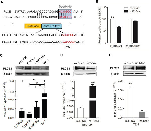 MiR-34a downregulates PLCE1 expression by directly targeting its 3&#x2032;-UTR.