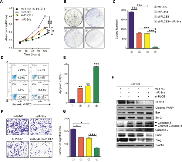 The knockdown of PLCE1 by siRNA promotes the antitumor effects of miR-34a.