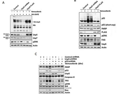 Usp5 regulates p53-mediated cell death.