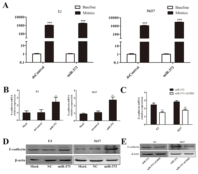 MiR-373 can effectively activate E-cadherin expression both in EJ and 5637 cells.