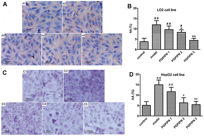 PGPIPN alleviated alcohol-induced cell steatosis in both LO2 and HepG2 cells.