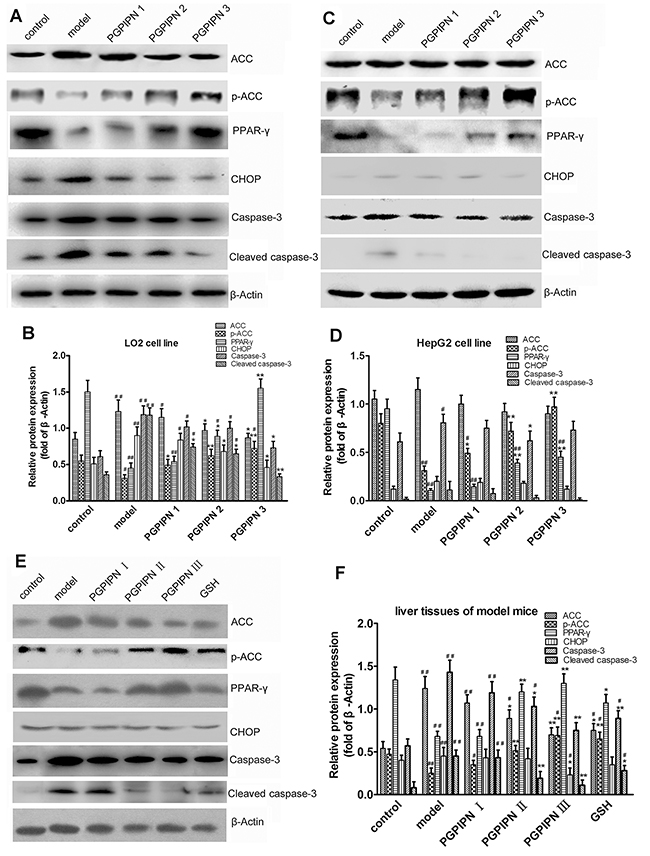 PGPIPN regulated contents and/or activities of ACC, PPAR-&#x03B3;, CHOP and Caspase-3 proteins related with lipid metabolism and oxidative stress in hepatic cells.