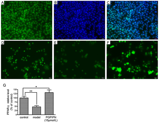 PPAR-&#x03B3; (peroxisome proliferator-activated receptor gamma) located in the nucleus and PGPIPN up-regulated PPAR-&#x03B3; level in human hepatocyte line LO2 cells (&#x00D7;400).