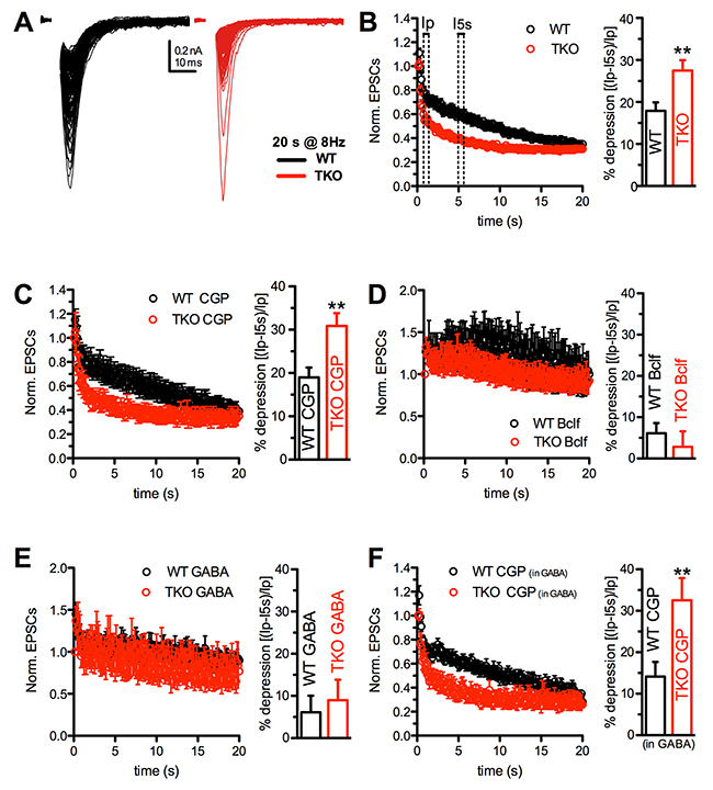 The enhancement of synaptic depression in TKO autaptic neurons is suppressed by GABABR activation.