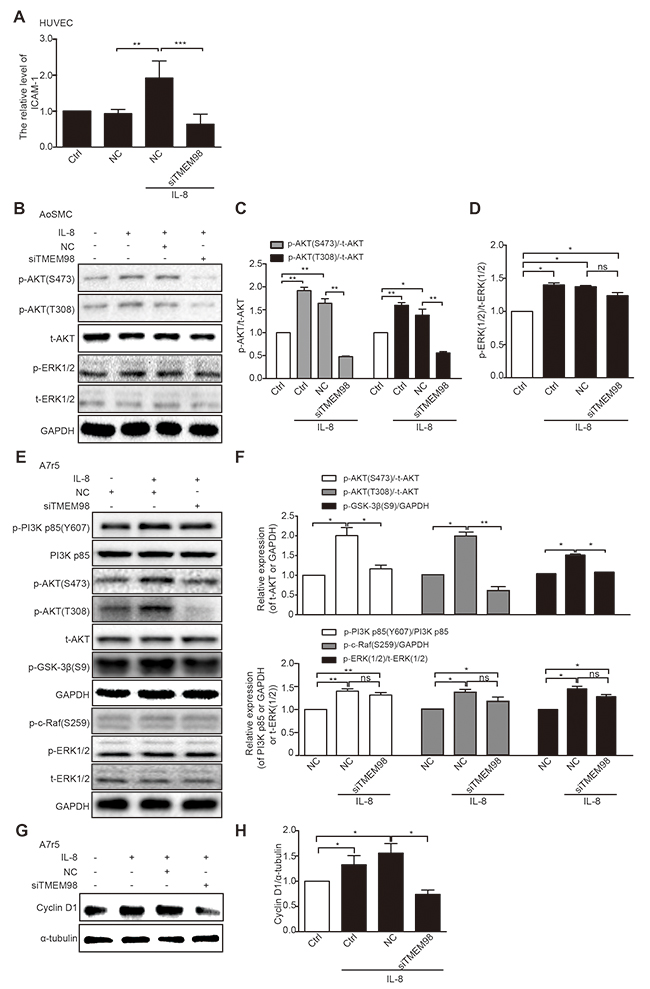 Investigation of possible signaling pathway related to TMEM98 in IL-8-treated vascular wall cells.