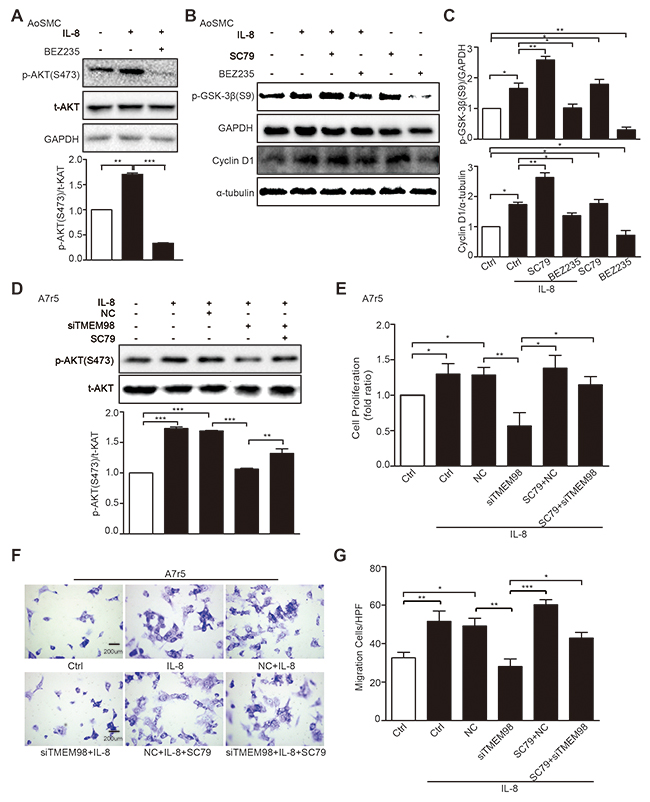 Effects of AKT signal pathway on IL-8-induced VSMC proliferation and migration with siRNA-TMEM98 treatment.