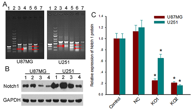 Lentiviral vectors expressing the CAS9 and sgRNAs efficiently knock out Notch1 gene.