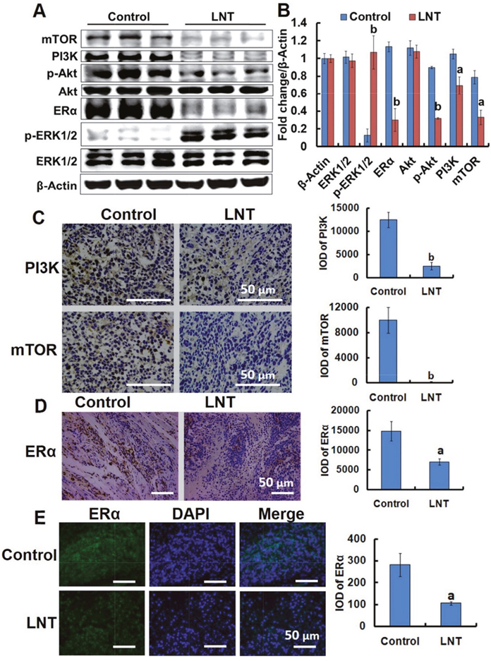 LNT suppresses the PI3K/Akt/mTOR pathway activation and ER&#x03B1; expression in MCF-7 tumor&#x2013;bearing nude mice.