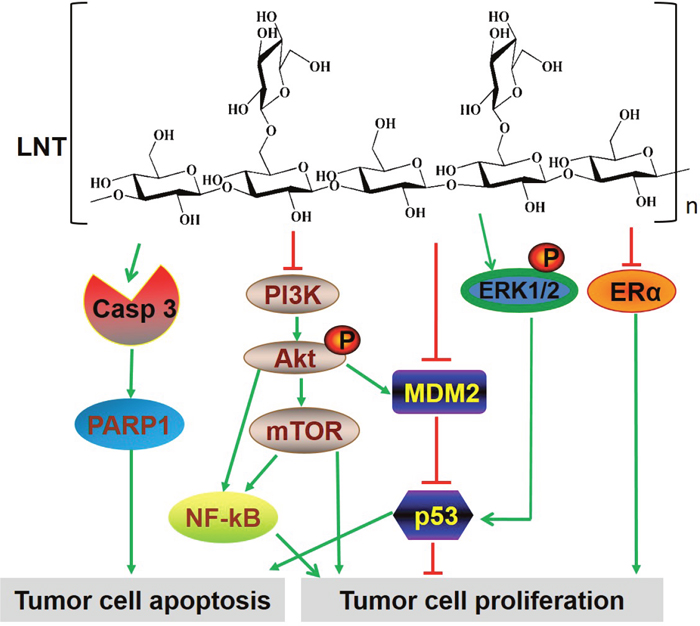 The multiple signaling pathways possibly involved in LNT-treated ER&#x002B; MCF-7 breast tumor tissues.