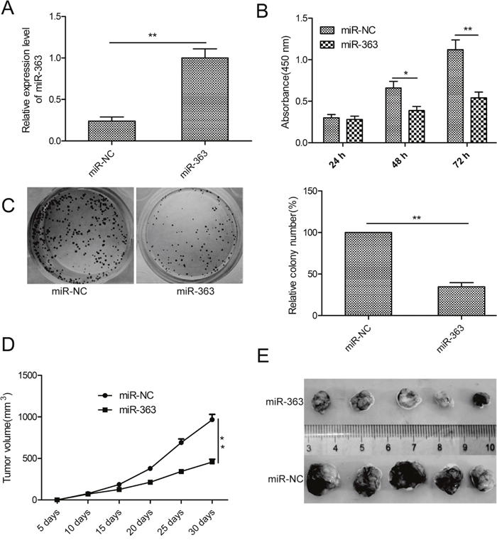 MiR-363 inhibits OC cell proliferation and reduces xenograft tumor growth in nude mice.