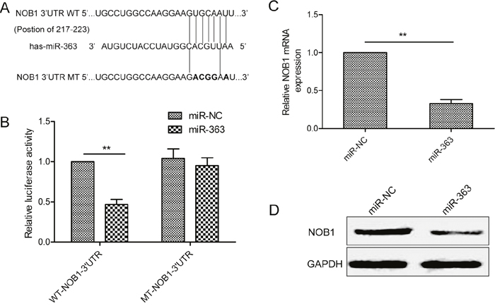 NOB1 is the miR-363target in SKOV3ovarian cancer cells.