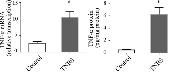 TNF-&#x03B1; mRNA and protein in colonic tissues.