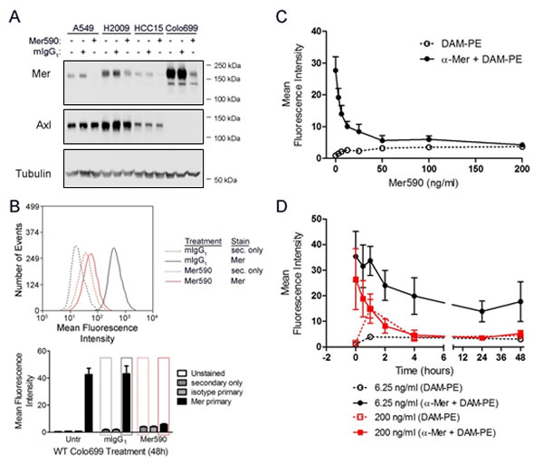 A novel inhibitory anti-MER antibody, Mer590, reduces total cellular and surface expression of MER.